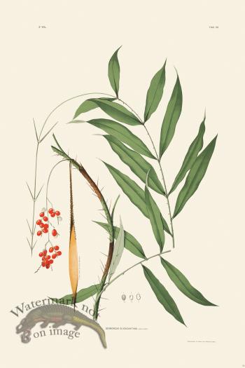 Rodrigues Palm Front 028